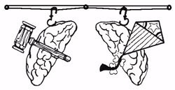 brain suspenders