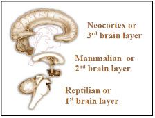 brain layers 181025