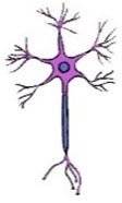 neuron1