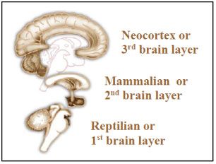 Affirmation brainlayers