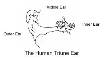 ear